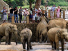 Pinnawala Elephant Orphanage